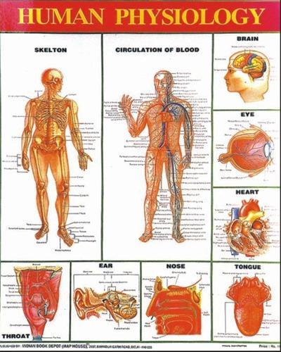 Human Physiology Charts